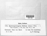 Gymnosporangium sabinae image